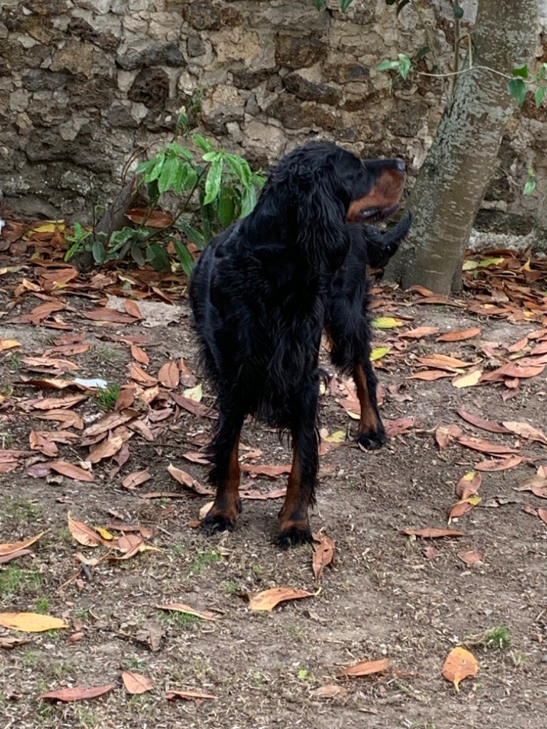 Syrene Du Haut Kervrahu