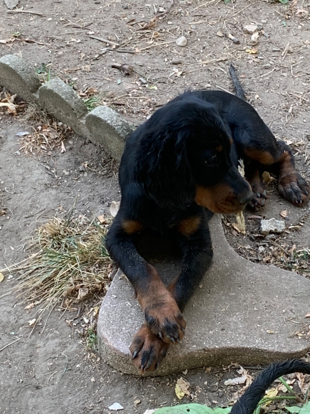 Deux magnifiques chiots Lof disponibles !