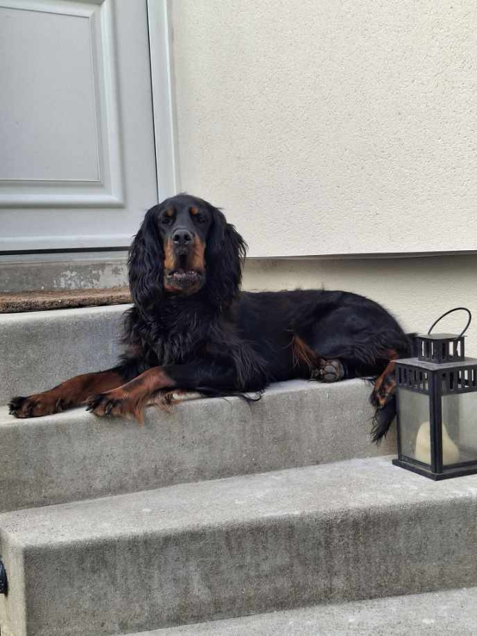 Du Hameau De La Ferté - Confirmation réussie pour le beau Aramis 1 an et 1 mois 🐶