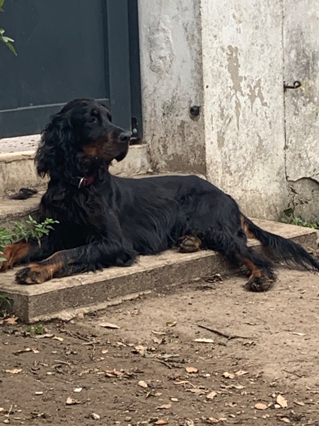 Chiot Setter Gordon Du Hameau De La Ferté