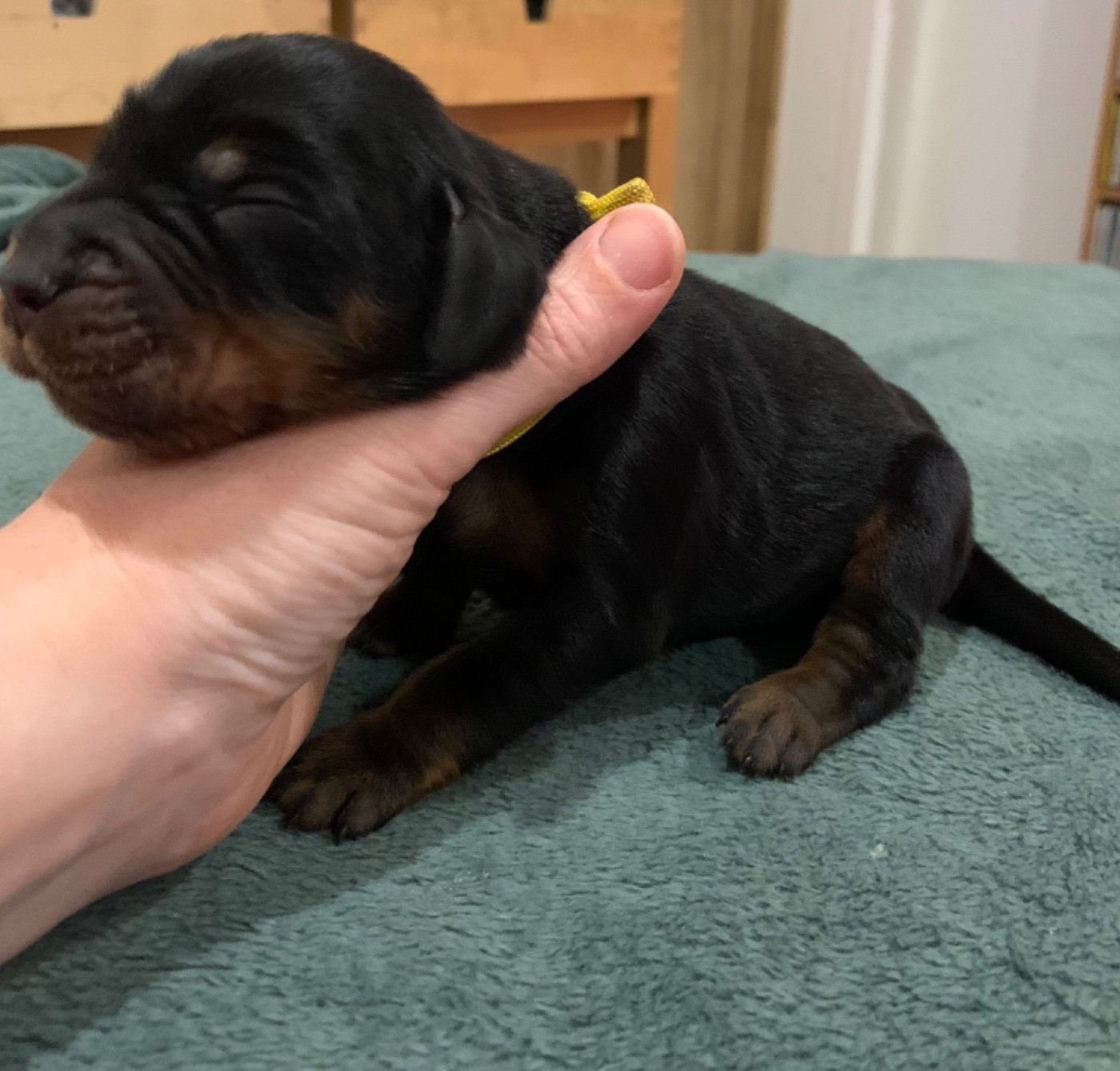 Du Hameau De La Ferté - Chiots disponibles - Setter Gordon