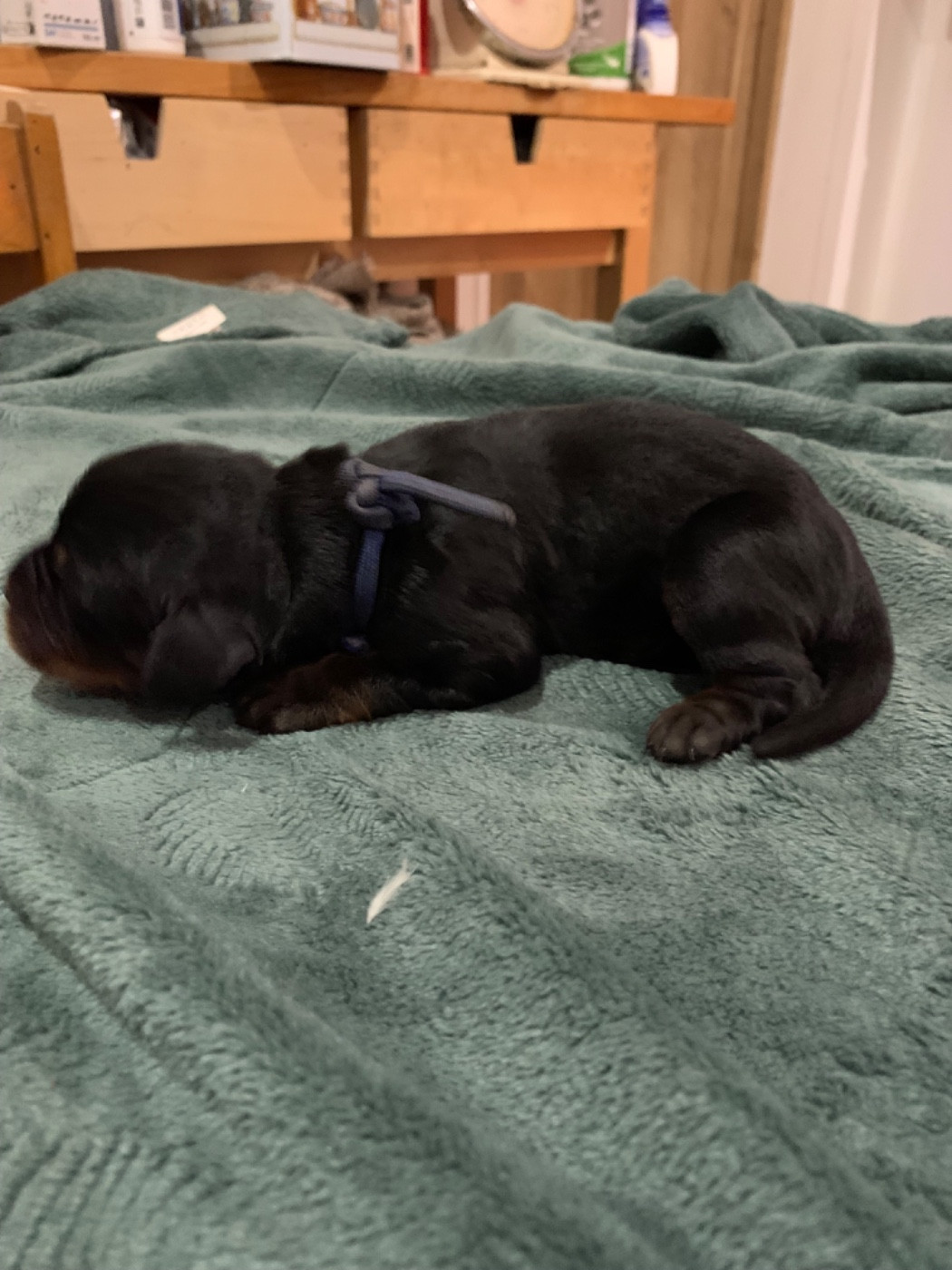 Du Hameau De La Ferté - Chiots disponibles - Setter Gordon