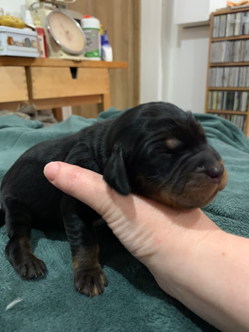 Du Hameau De La Ferté - Chiots disponibles - Setter Gordon