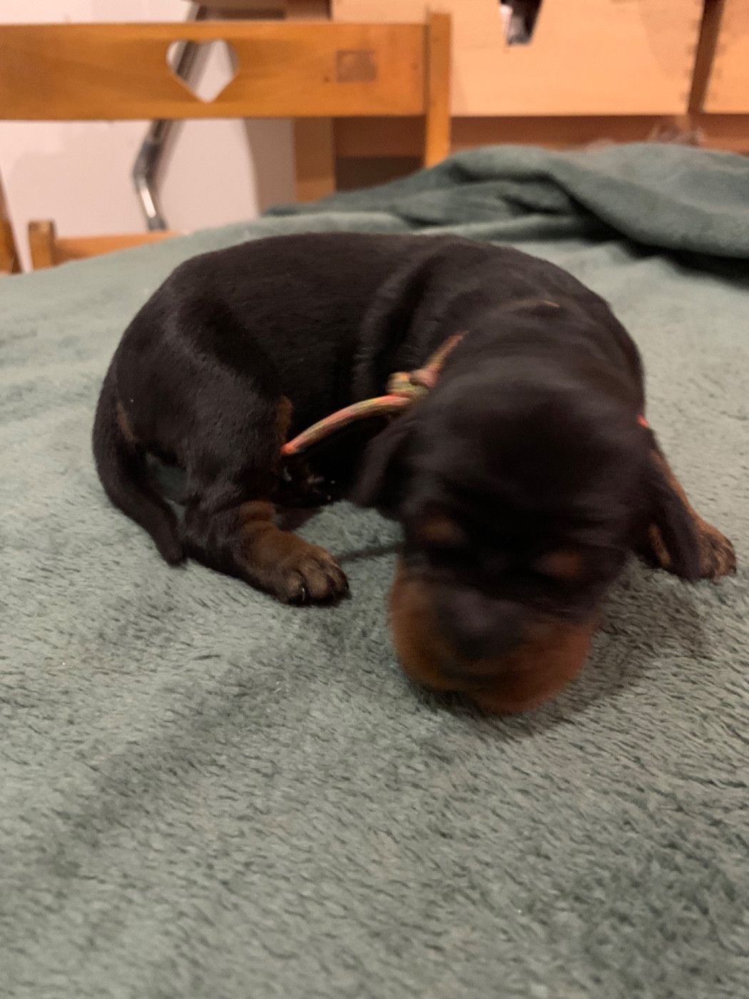 Du Hameau De La Ferté - Chiots disponibles - Setter Gordon