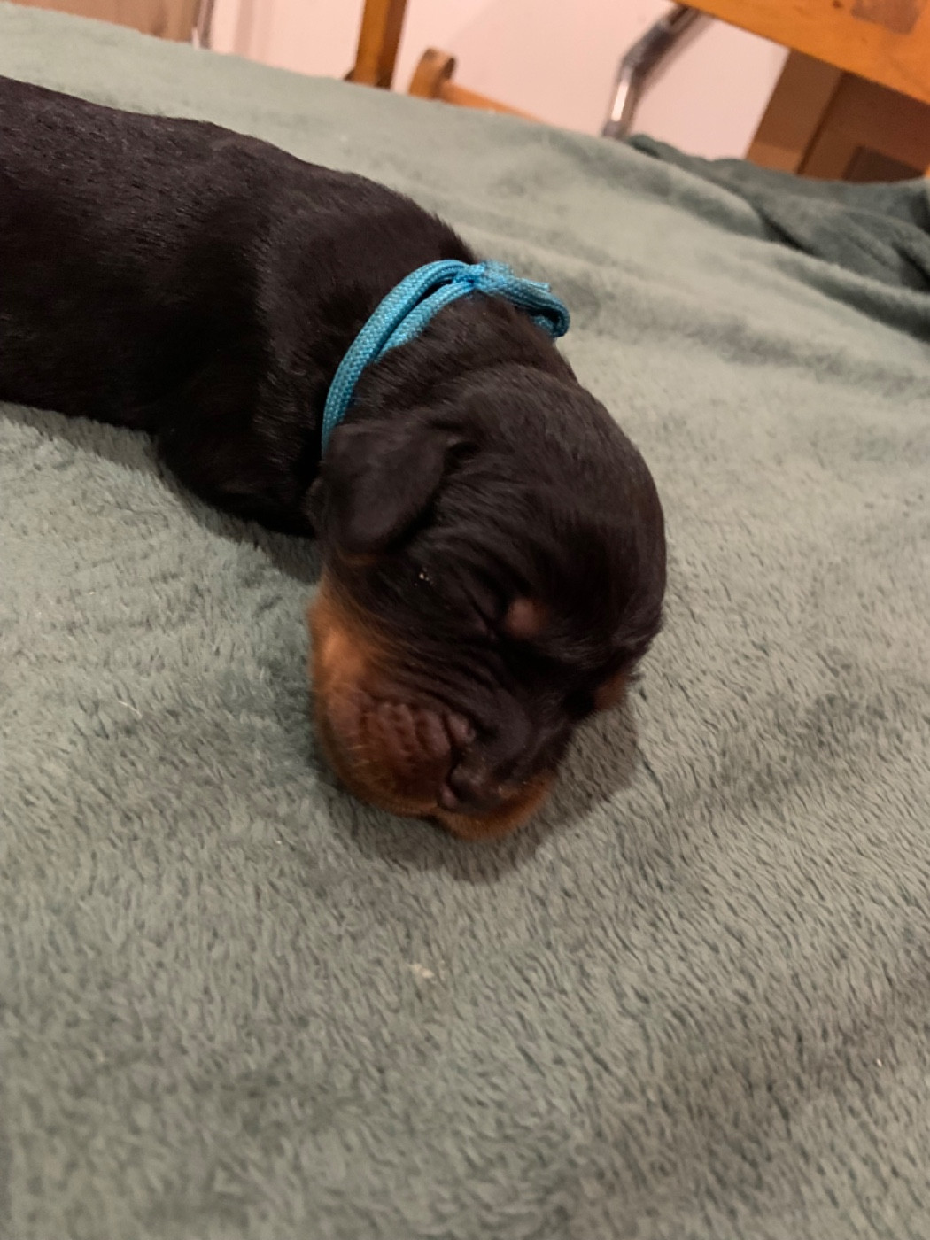 Du Hameau De La Ferté - Chiots disponibles - Setter Gordon