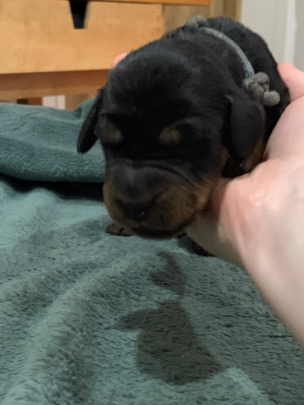 Du Hameau De La Ferté - Chiots disponibles - Setter Gordon