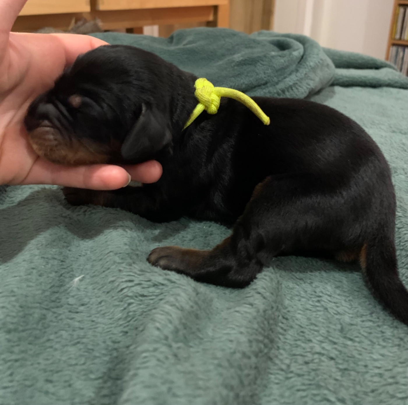 Du Hameau De La Ferté - Chiots disponibles - Setter Gordon