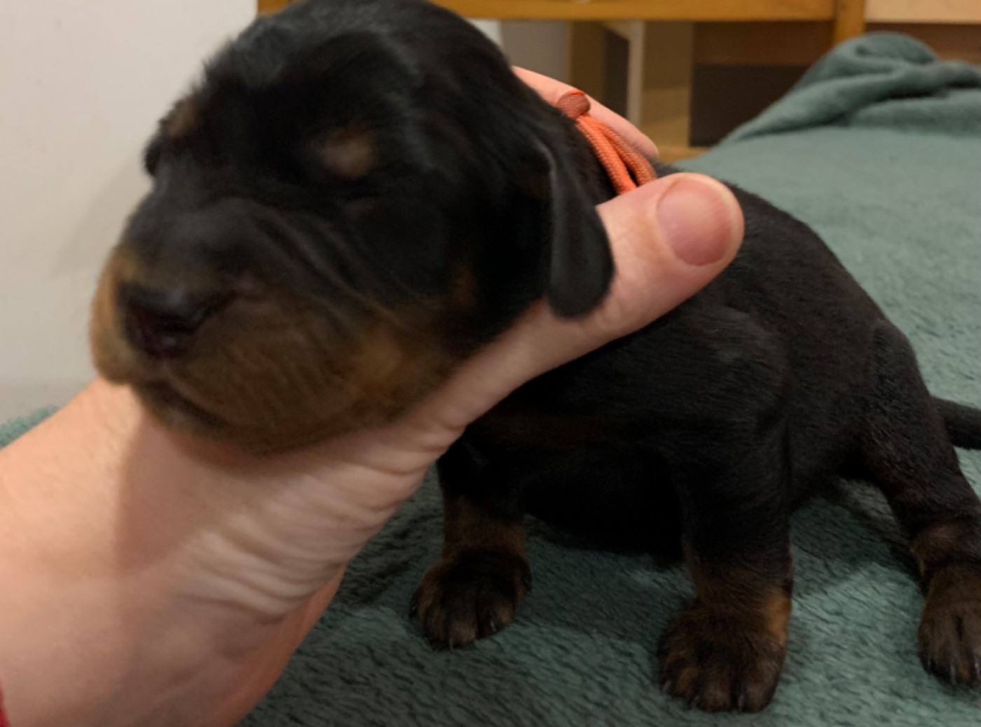 Du Hameau De La Ferté - Chiots disponibles - Setter Gordon