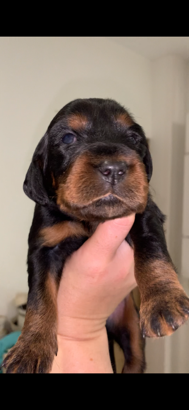Du Hameau De La Ferté - Chiots disponibles - Setter Gordon