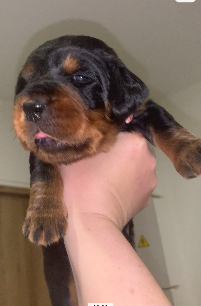 Du Hameau De La Ferté - Chiots disponibles - Setter Gordon