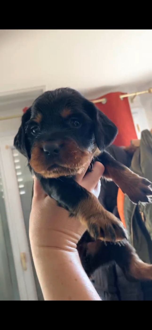 Du Hameau De La Ferté - Chiots disponibles - Setter Gordon
