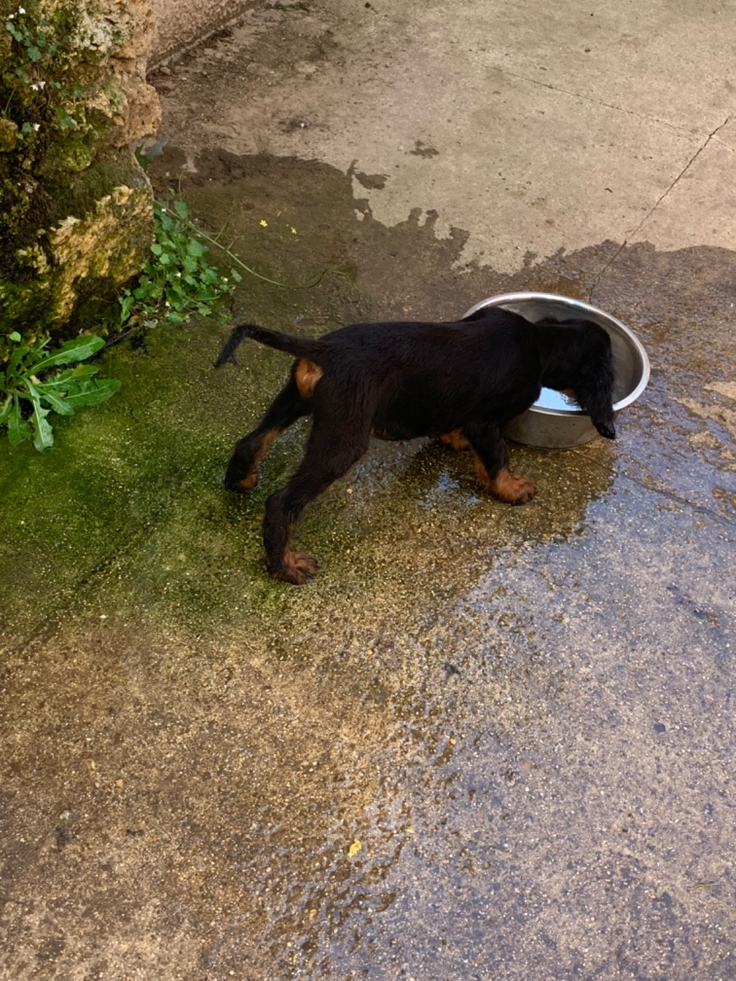 Du Hameau De La Ferté - Chiots disponibles - Setter Gordon