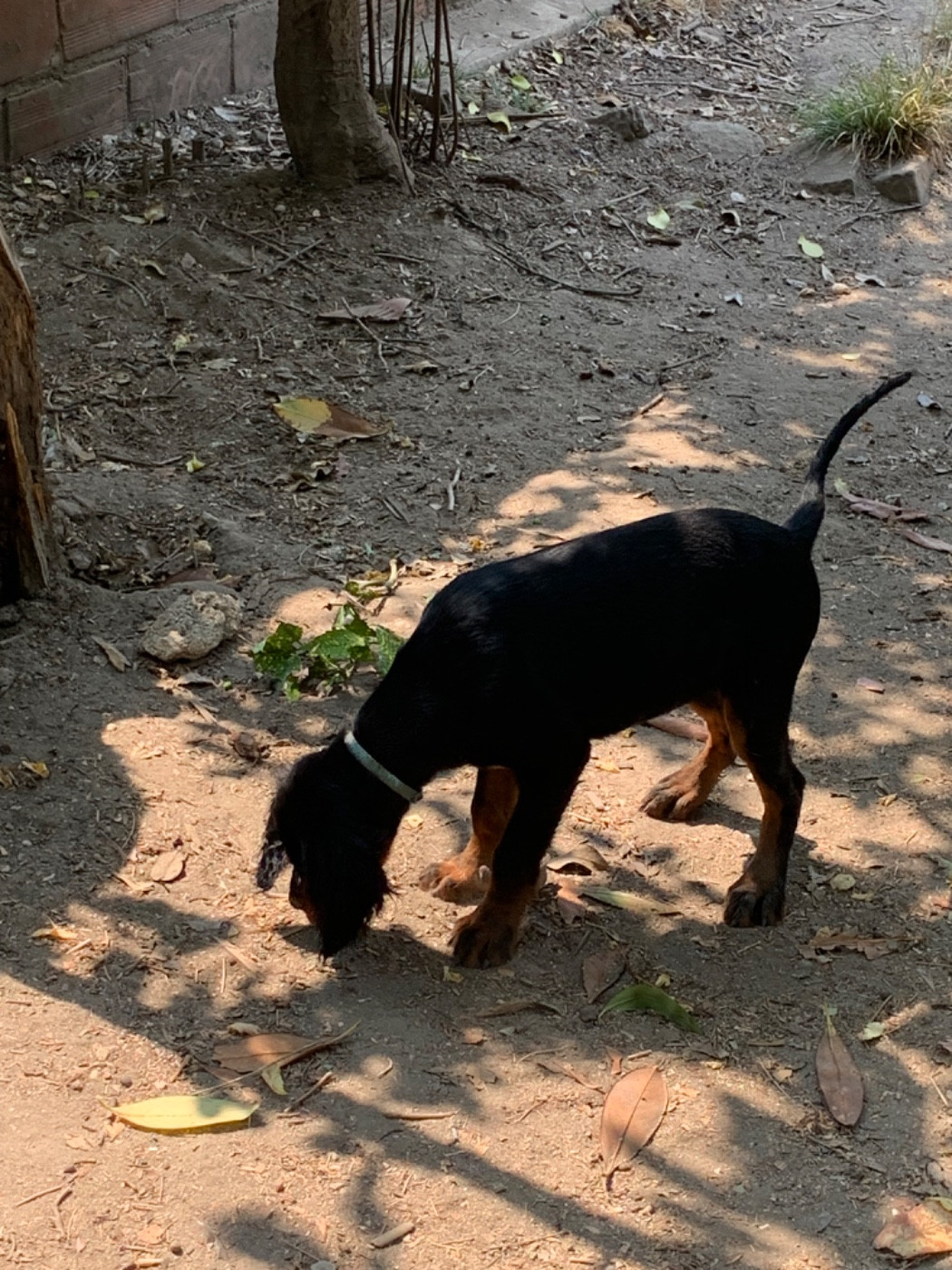 Du Hameau De La Ferté - Chiots disponibles - Setter Gordon
