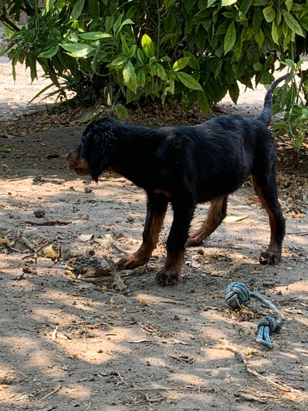Du Hameau De La Ferté - Chiots disponibles - Setter Gordon