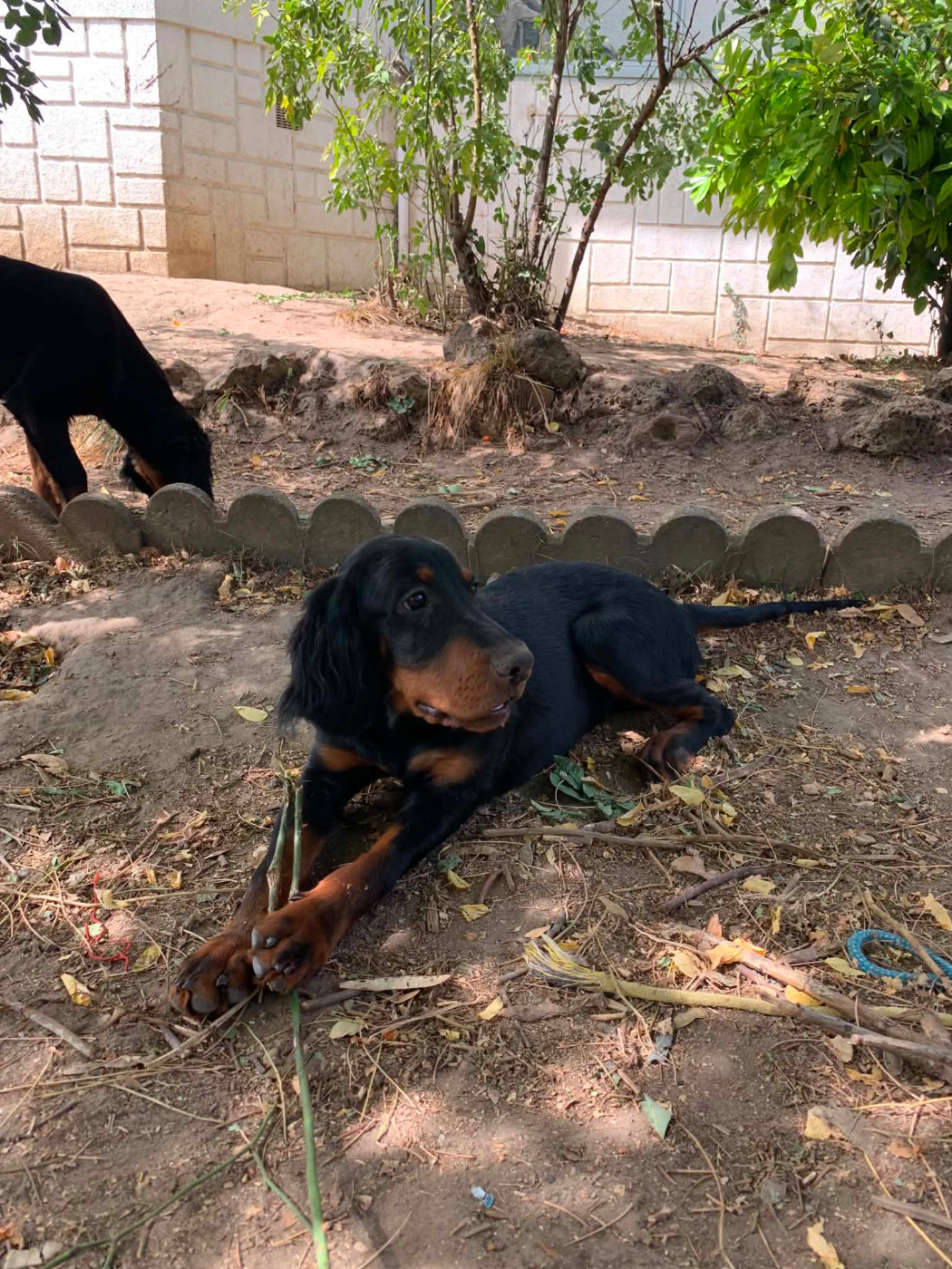 Du Hameau De La Ferté - Chiots disponibles - Setter Gordon