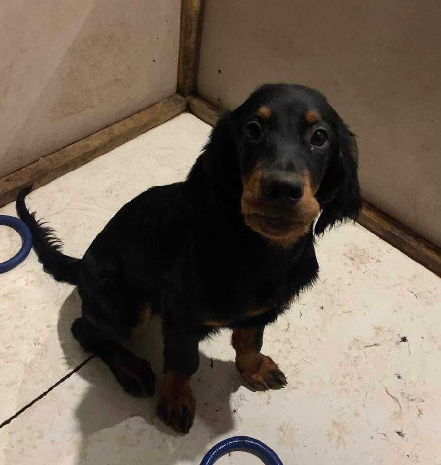 Du Hameau De La Ferté - Chiots disponibles - Setter Gordon